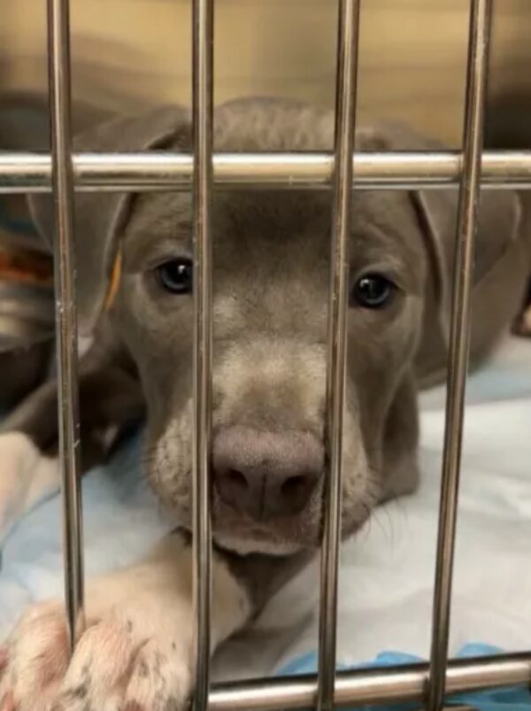 Conmovedora historia de un cachorro dejado esperando en el veterinario: ¿encontrará un hogar para siempre? -1