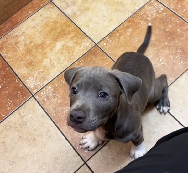 Heartfelt Tale of a Puppy Left Waiting at the Vet: Will He Find a Forever Home?-1