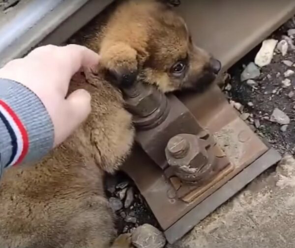 Héroes en las vías: El atrevido rescate de un cachorro que capturó nuestros corazones-2