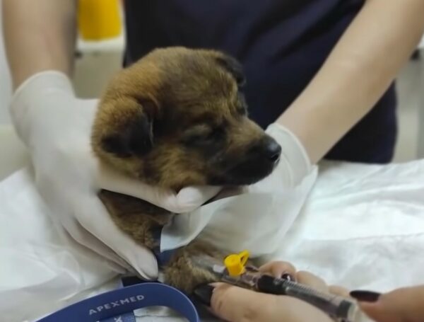 Héroes en las vías: El atrevido rescate de un cachorro que capturó nuestros corazones-3