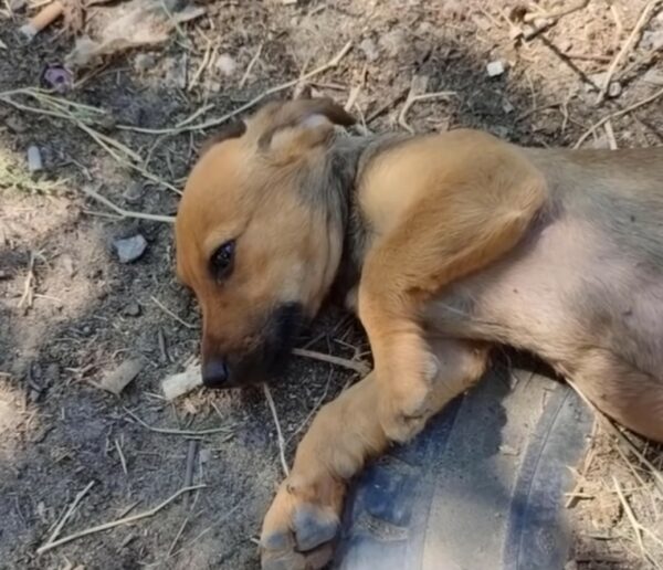 Héroes en las vías: El atrevido rescate de un cachorro que capturó nuestros corazones-5