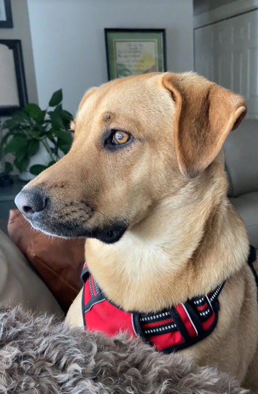 ¡Perros heroicos alertan al dueño sobre peligros domésticos ocultos! -1