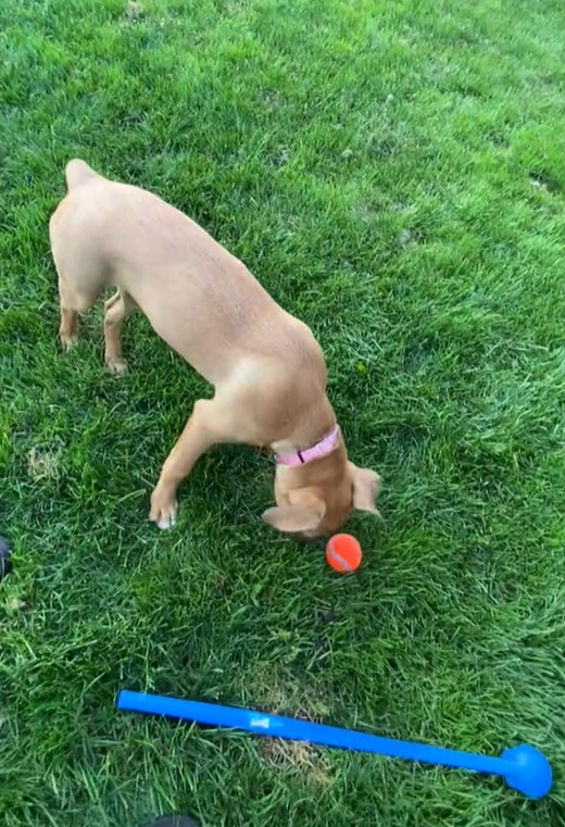 ¡Perros heroicos alertan al dueño sobre peligros domésticos ocultos! -1