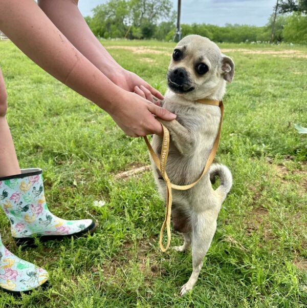 El heroico rescate de mamá perra abandonada y sus cachorros genera alegría e indignación-2