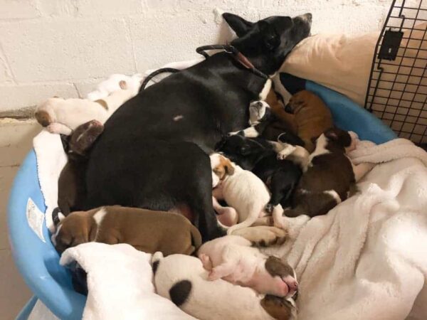 Los excursionistas descubren una familia canina escondida en un montón de hojas-1