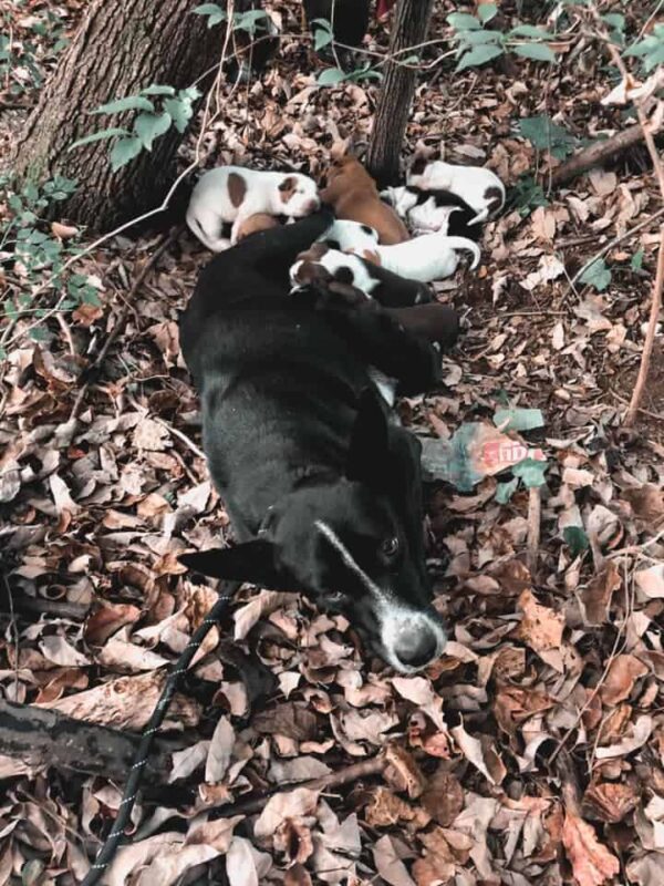 Los excursionistas descubren una familia canina escondida en un montón de hojas-1