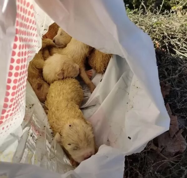 Los excursionistas tropiezan con una bolsa misteriosa en el bosque y descubren una sorpresa desgarradora en su interior-1