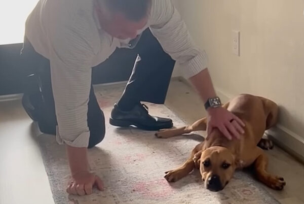 How a Stubborn Stray Pup Finally Found the Human Love He Desperately Needed-1