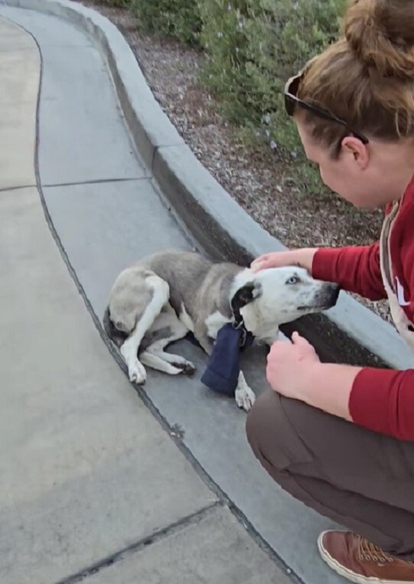 En un giro dramático, los rescatistas descubren a un cachorro en peligro con una carga inusual-1