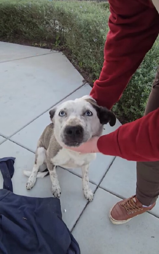 In a Dramatic Turn, Rescuers Discover a Pup in Peril with an Unusual Burden-1