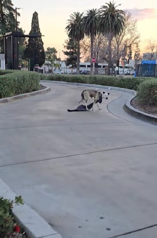 En un giro dramático, los rescatistas descubren a un cachorro en peligro con una carga inusual-1