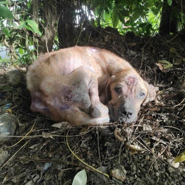 En el último momento: un rescate desesperado y un nuevo comienzo para un cachorro abandonado-1