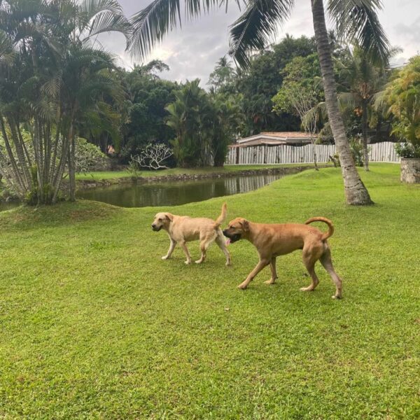 En el último momento: un rescate desesperado y un nuevo comienzo para un cachorro abandonado-3