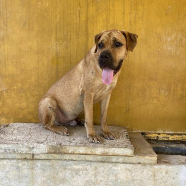 En el último momento: un rescate desesperado y un nuevo comienzo para un cachorro abandonado-5