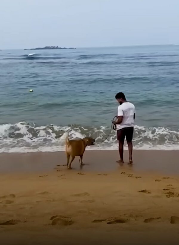 En el último momento: un rescate desesperado y un nuevo comienzo para un cachorro abandonado-6