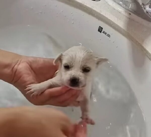 En el último momento: un hombre salva a un cachorro congelado abandonado en una caja-1