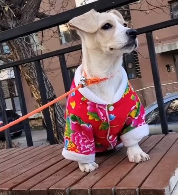 En el último momento: un hombre salva a un cachorro congelado abandonado en una caja-1