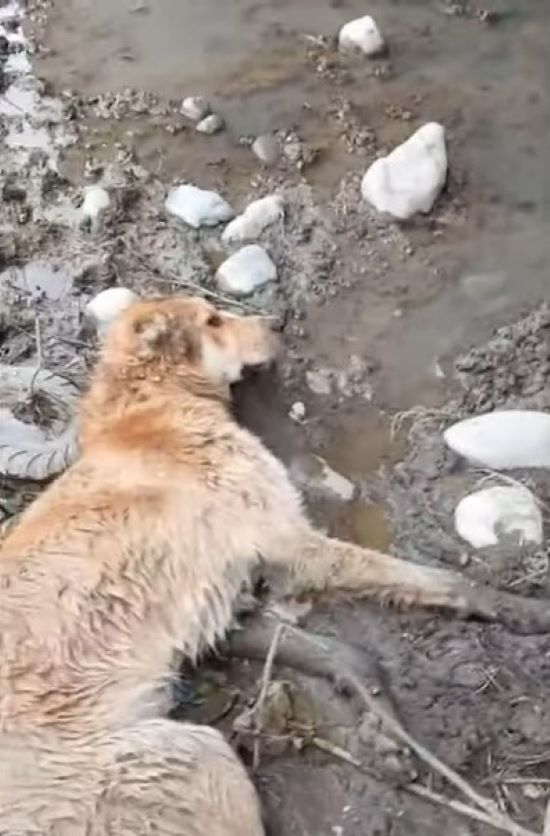 En el último momento: el dramático rescate de un perro herido debajo de un puente-1