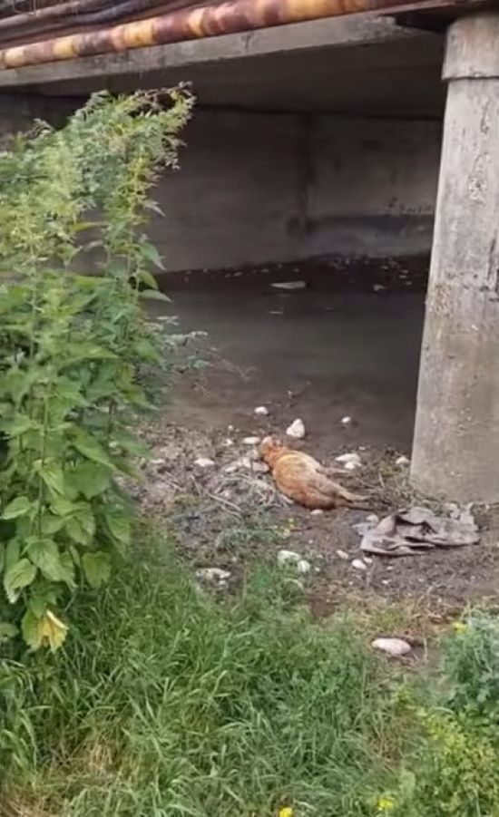 En el último momento: el dramático rescate de un perro herido debajo de un puente-1