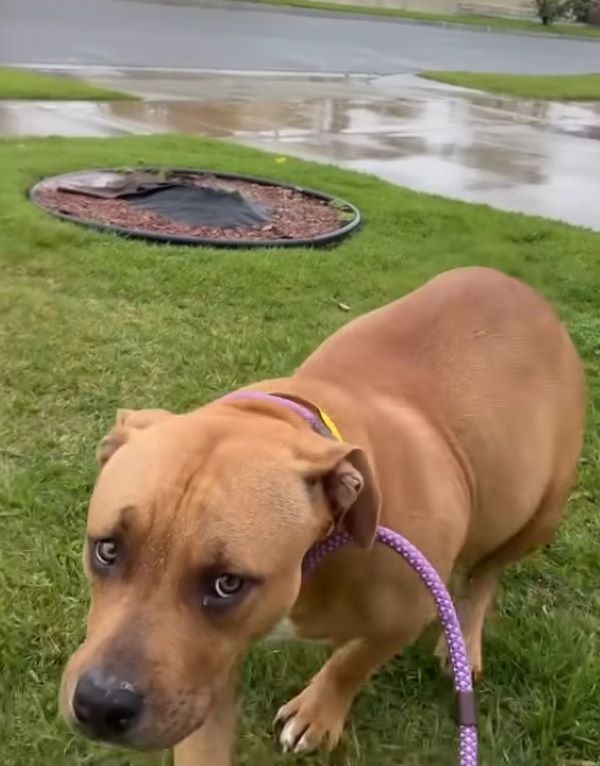 In the Nick of Time: The Rescue of a Pregnant Dog Left in the Pouring Rain-1