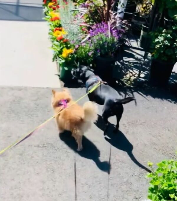 Increíble devoción: cómo un perro leal consoló a su amigo moribundo en sus momentos finales-1