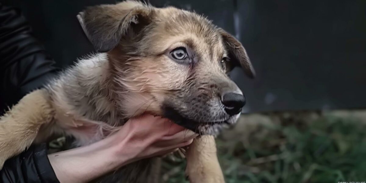 Incredible Rescue: The Journey of a Puppy from Despair to Hope