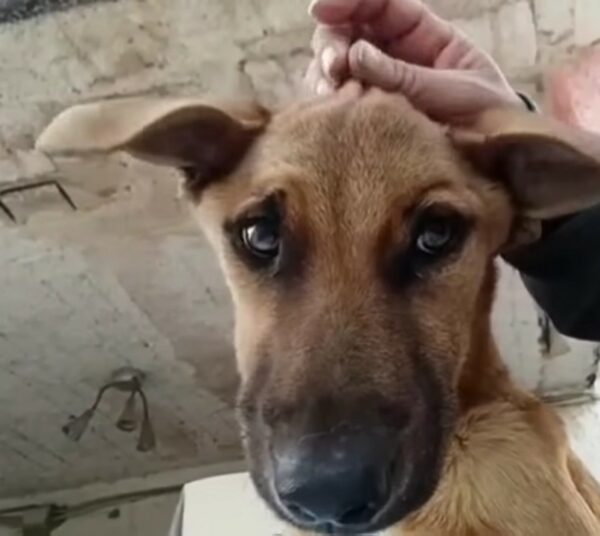Incredible Rescue: The Journey of a Puppy from Despair to Hope-3