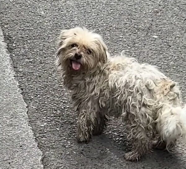 La súplica desesperada de un cachorro herido por comida conduce a una transformación increíble-1