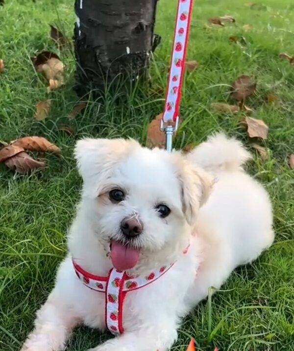 La súplica desesperada de un cachorro herido por comida conduce a una transformación increíble-1