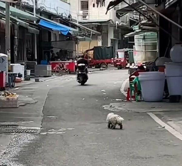 La súplica desesperada de un cachorro herido por comida conduce a una transformación increíble-1