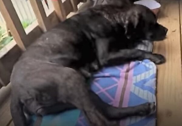 Injured Stray Dog Finds a Miracle on a Family's Porch-1