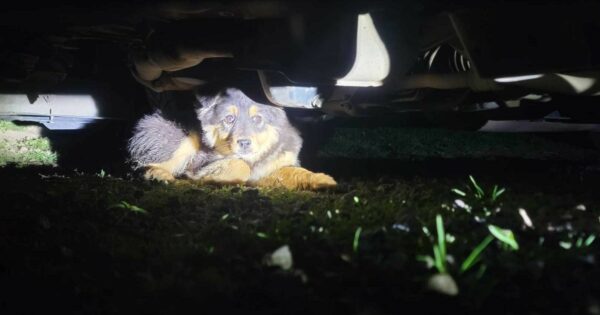 Misterio nocturno: una mujer descubre una sorpresa deslumbrante debajo de su auto-1