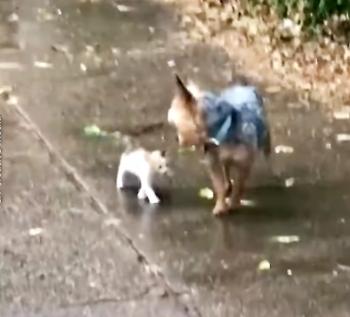 Un pequeño gatito callejero encuentra un guardián en un Yorkie: florece una amistad improbable-1