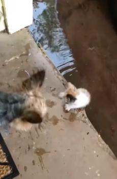 Un pequeño gatito callejero encuentra un guardián en un Yorkie: florece una amistad improbable-1