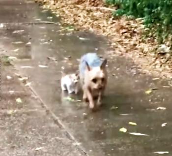 Un pequeño gatito callejero encuentra un guardián en un Yorkie: florece una amistad improbable-1