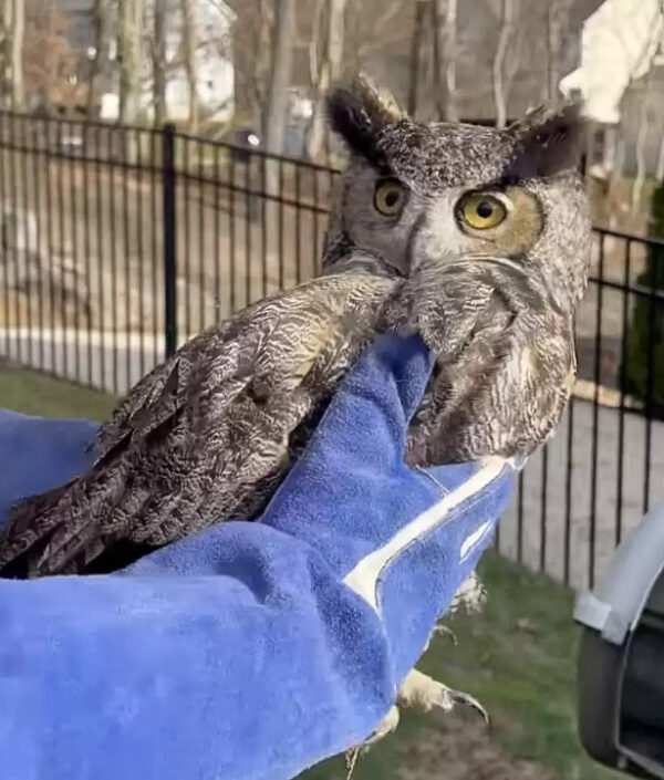 Local Man Stumbles Upon Unexpected Wild Guest—The Encounter Will Amaze You!-1