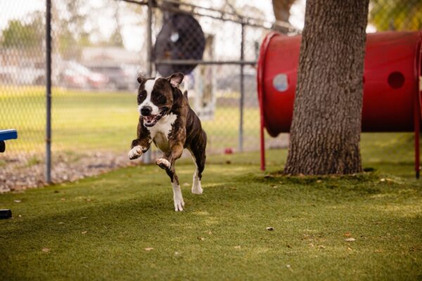 Lonely Pup's Tale: The Last One Left Behind-1