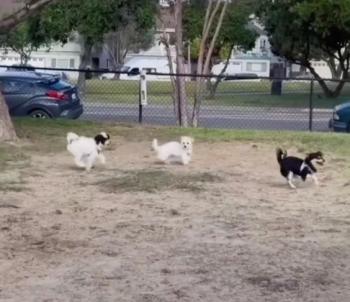 Objetos perdidos y encontrados: la carrera frenética de un perro contra el tiempo para encontrar a mamá-2