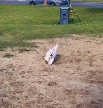 Lost and Found: A Frantic Dog's Race Against Time to Find Mom-3