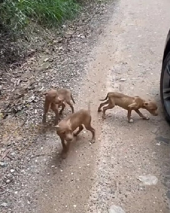 Cachorros perdidos en la naturaleza: se desarrolla una dramática historia de rescate-1