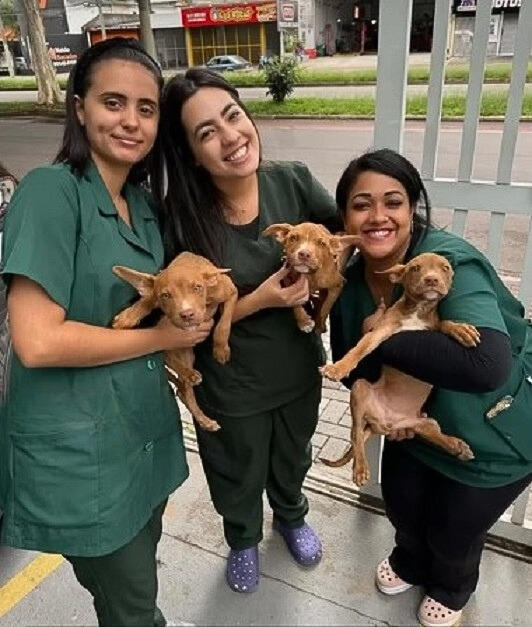 Cachorros perdidos en la naturaleza: se desarrolla una dramática historia de rescate-1