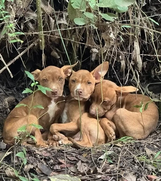 Cachorros perdidos en la naturaleza: se desarrolla una dramática historia de rescate-1