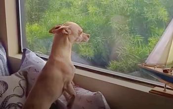 Loyal Pup's Emotional Odyssey To Reunite With Beloved Foster Mom-1