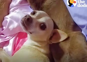 Loyal Pup's Emotional Odyssey To Reunite With Beloved Foster Mom-1