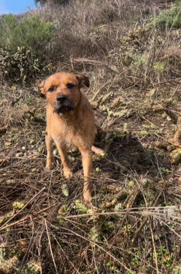 Lealtad en la tormenta: la historia de la inquebrantable espera de un perro por su dueño-1