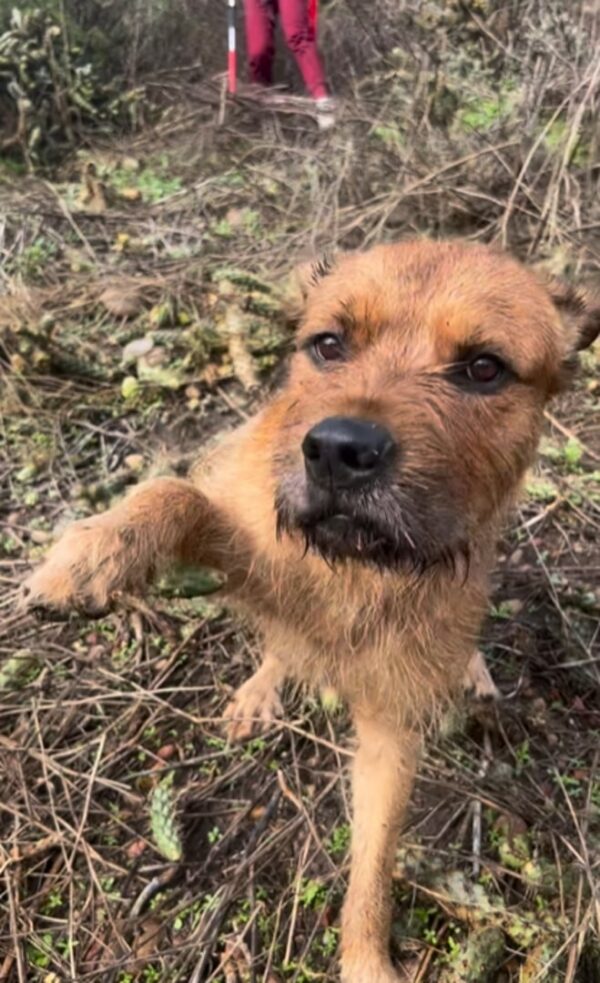 Loyalty in the Storm: The Tale of a Dog's Unyielding Wait for His Owner-1