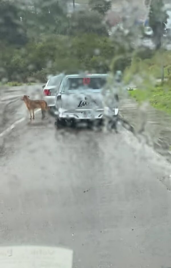 Loyalty in the Storm: The Tale of a Dog's Unyielding Wait for His Owner-1