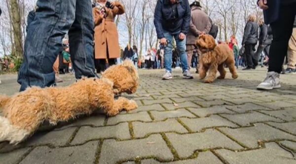 Un hombre y su perro se topan con una vista asombrosa que deja a los espectadores asombrados-1