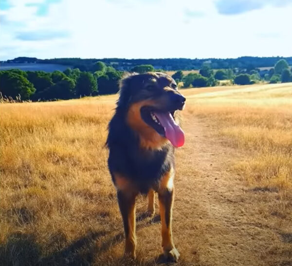 Man Discovers Furry Surprise in Perilous Spot: A Tale of Unexpected Kindness-1