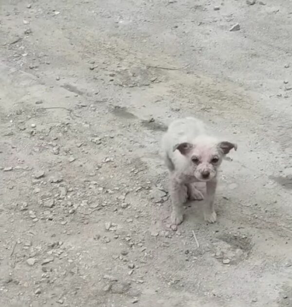 Hombre descubre un cachorro enfermo cerca de casa: un viaje de recuperación y esperanza-1